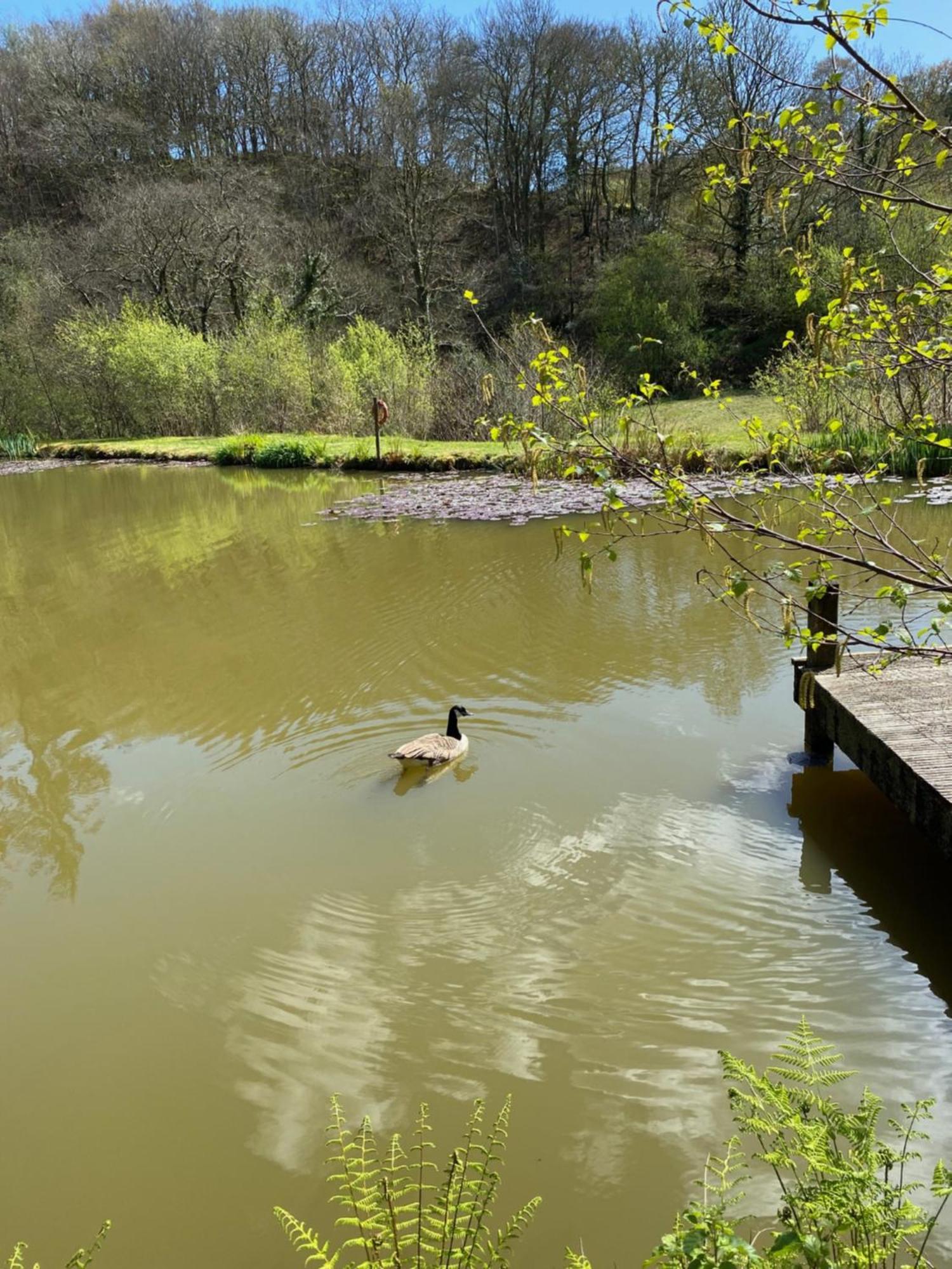 The Goose Nest Luxury Lakeside Shepherd Hut In Cardinham Woods, Cornwall Buitenkant foto